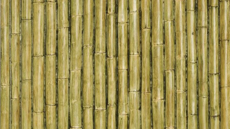 Bamboo Green